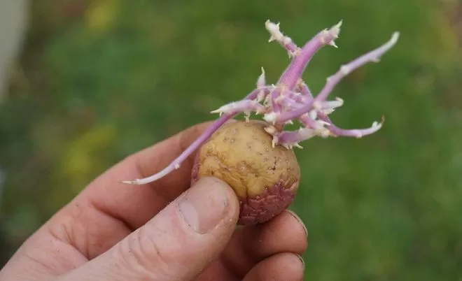 Mão segurando batata germinada
