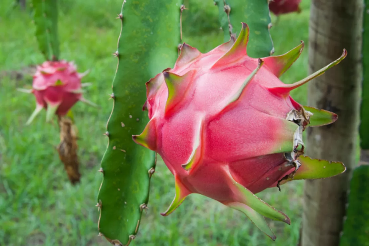 Cultivar pitaia em casa